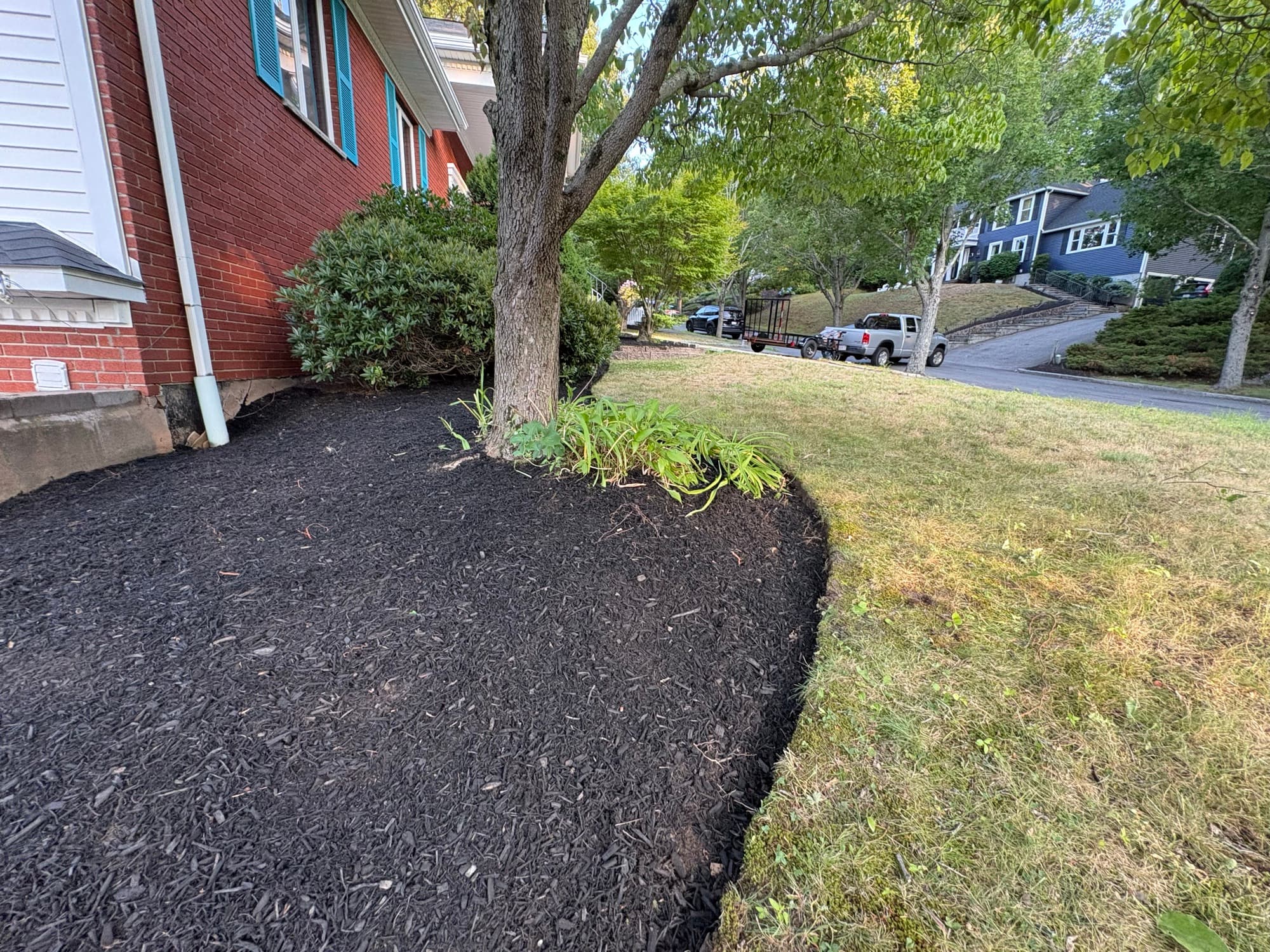 Curved black mulch bed with a crisp cut edge wrapping a mature tree