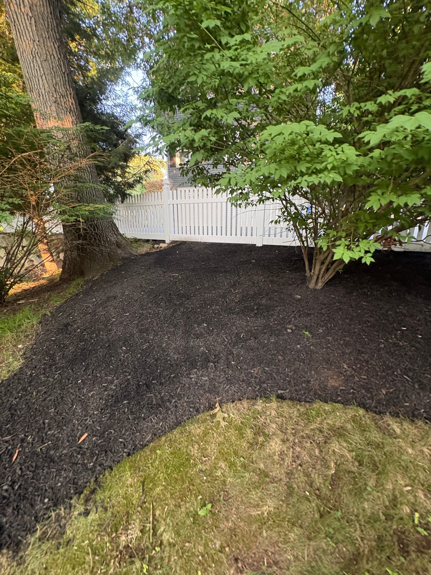 Black mulch bed under mature trees along a white picket fence