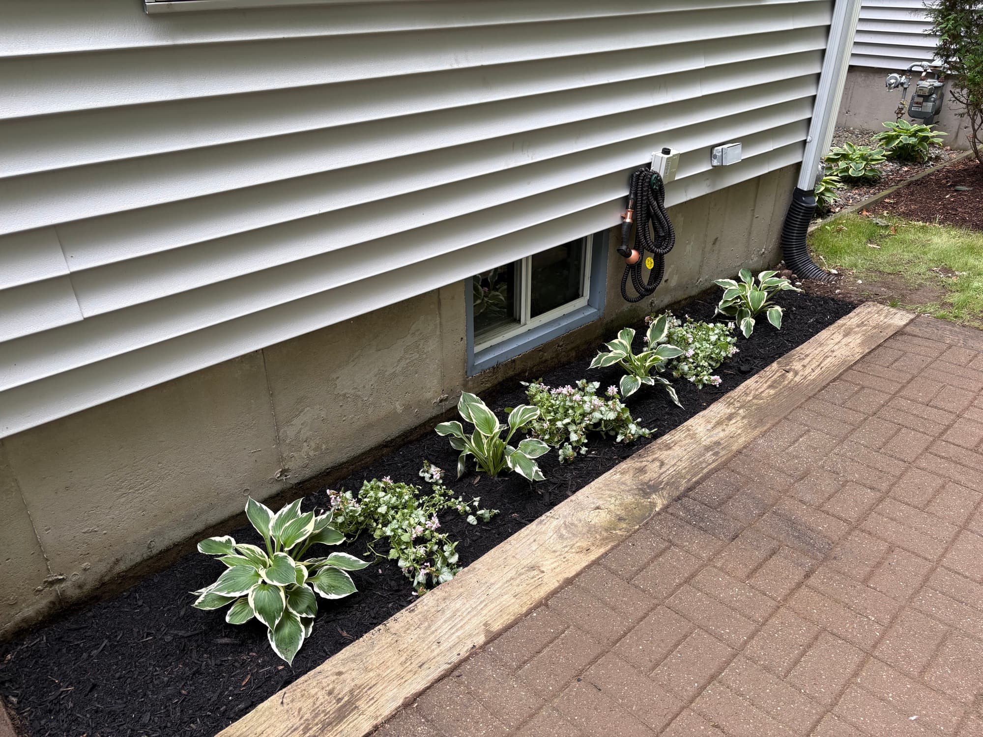 Foundation planting bed with hostas and black mulch