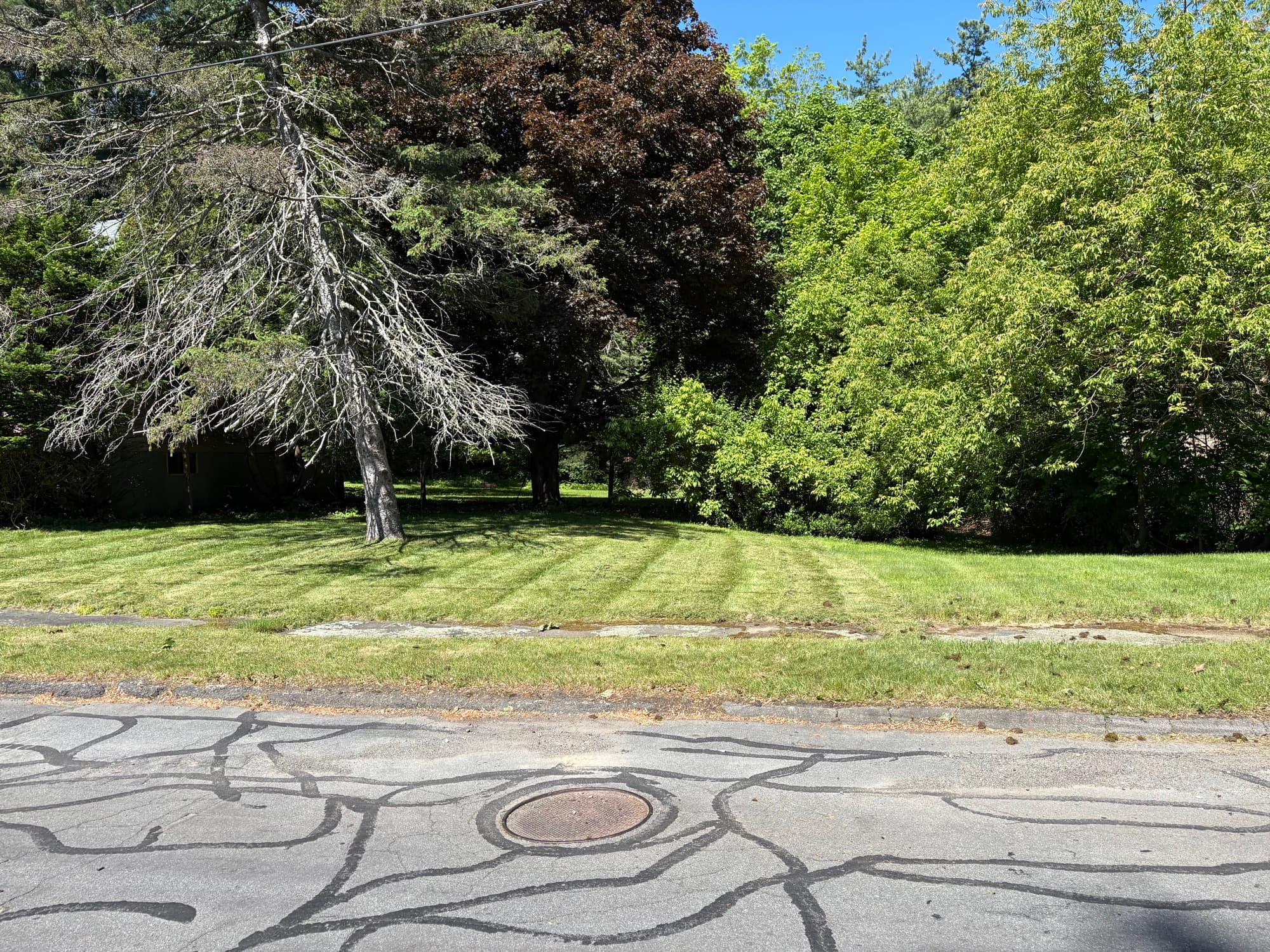Freshly striped green lawn beneath mature trees